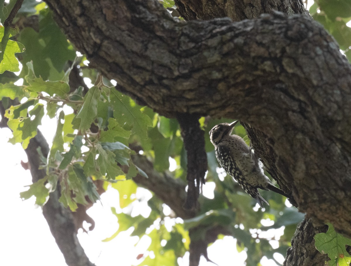 Ladder-backed Woodpecker - ML641947841