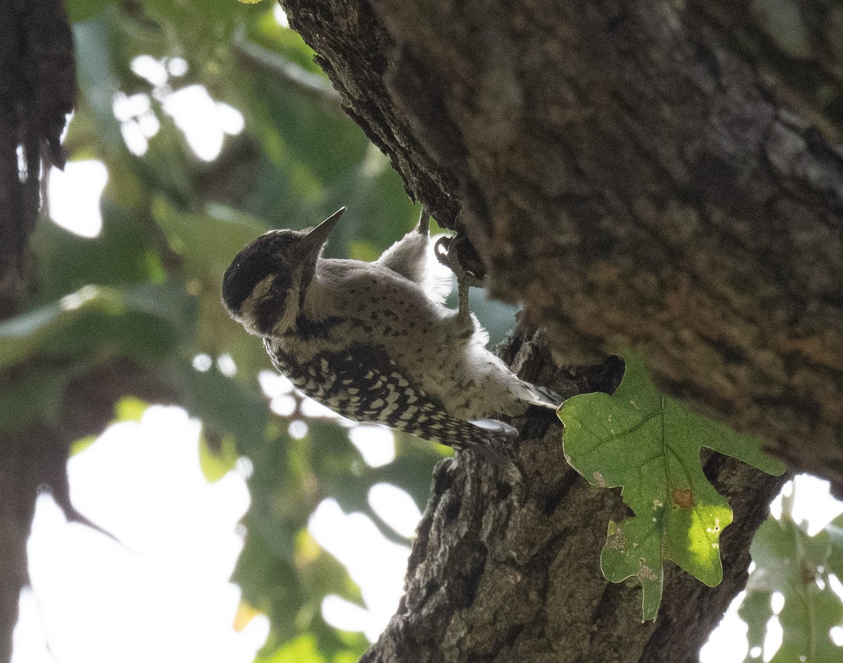 Ladder-backed Woodpecker - ML641947842