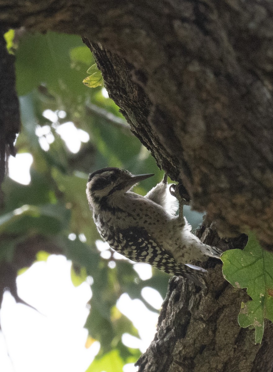 Ladder-backed Woodpecker - ML641947844