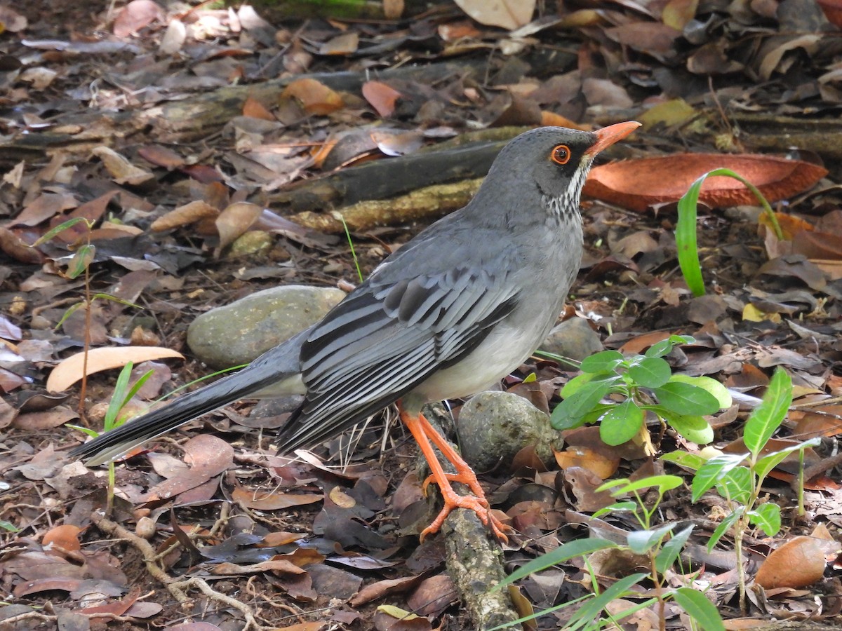 Red-legged Thrush - ML641947846