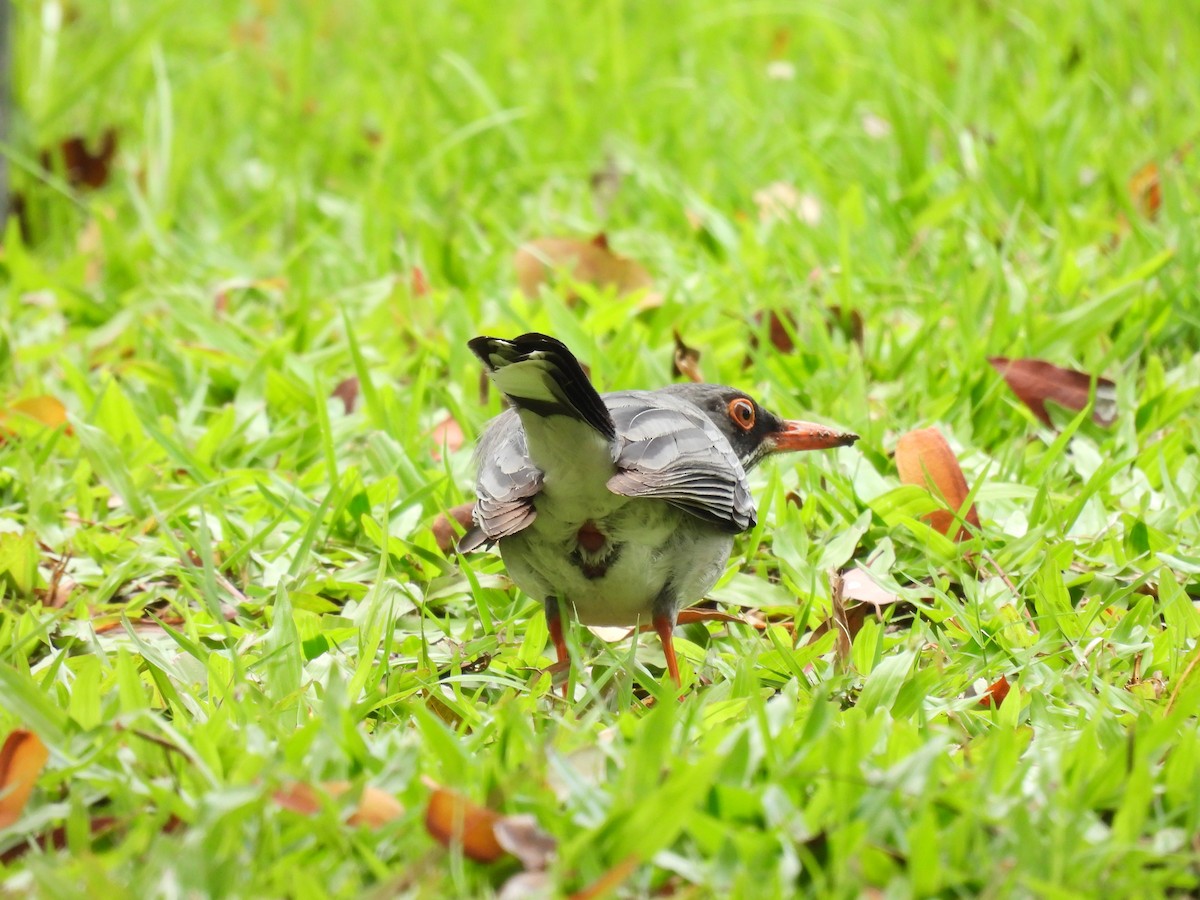 Red-legged Thrush - ML641947855