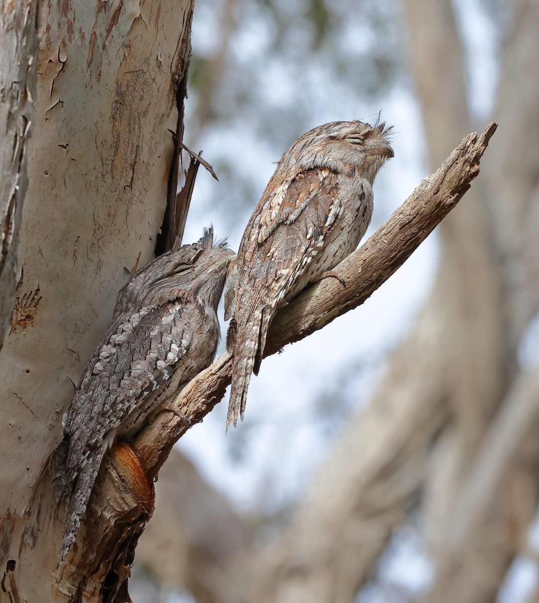 Tawny Frogmouth - ML641947856