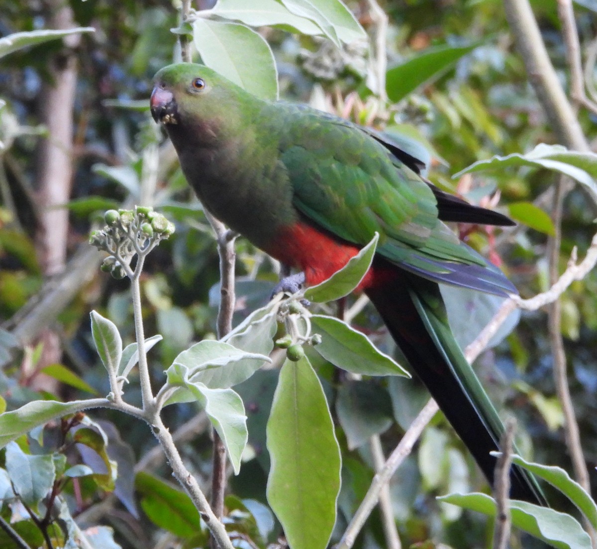 Australian King-Parrot - ML641947864