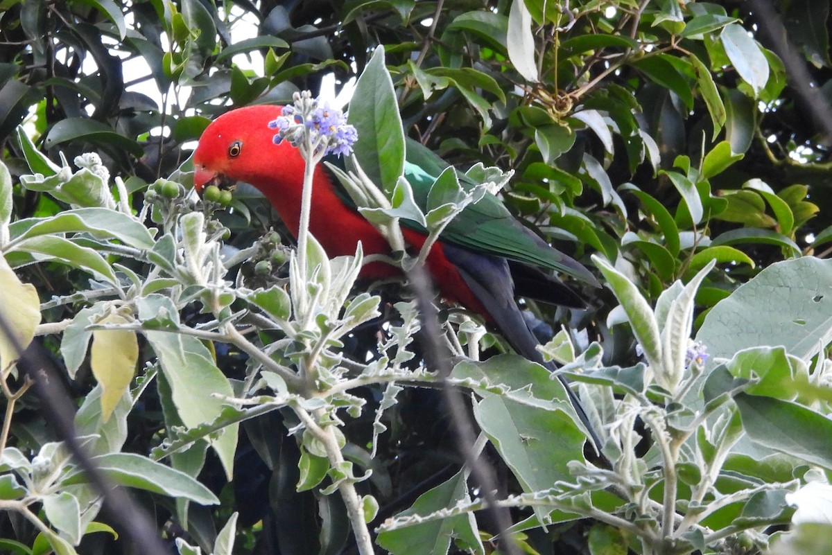 Australian King-Parrot - ML641947865