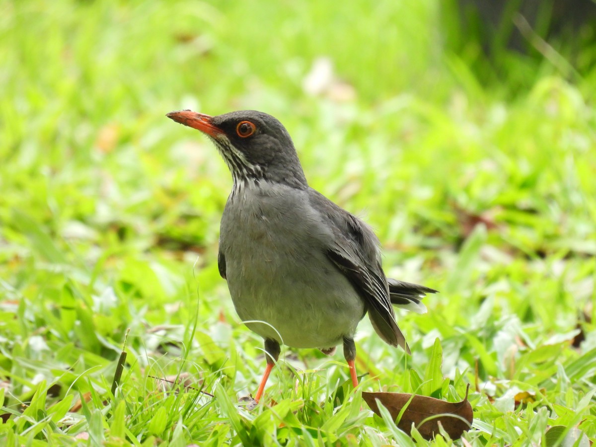 Red-legged Thrush - ML641947870