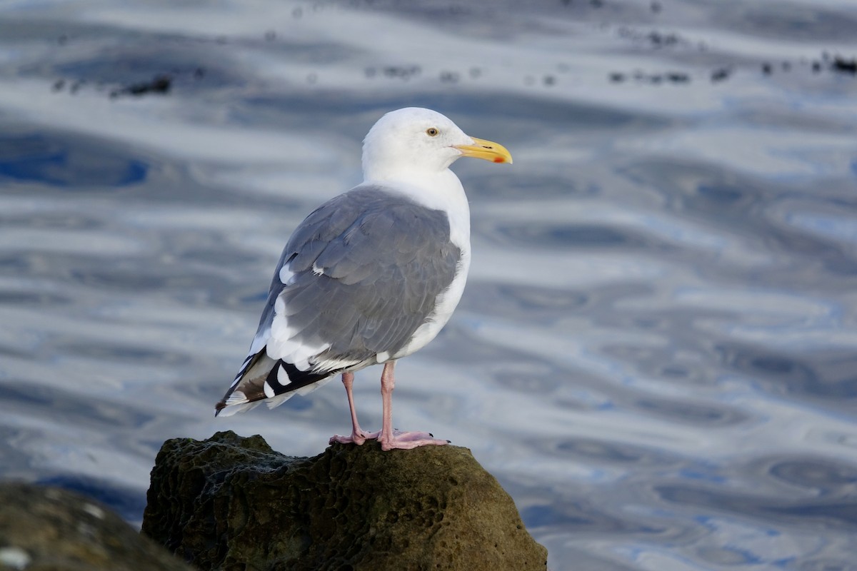 Western Gull - ML641947871