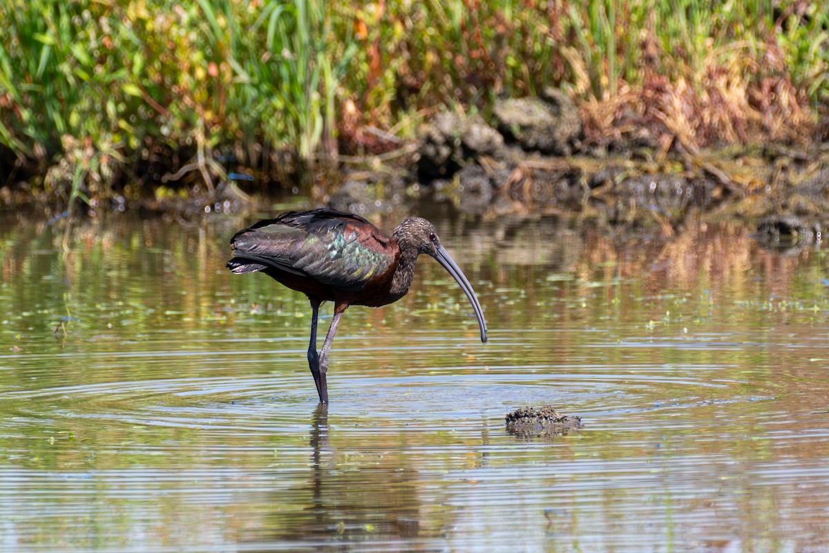 White-faced Ibis - ML641947872