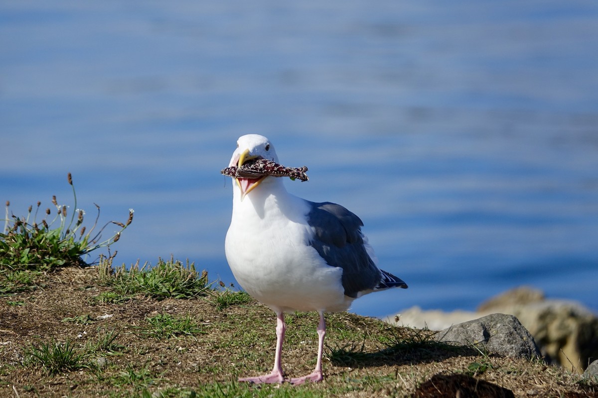 Western Gull - ML641947875