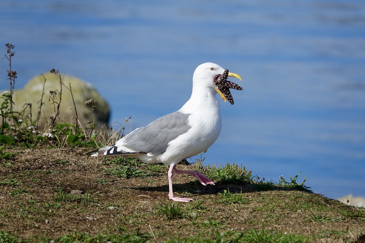 Western Gull - ML641947877