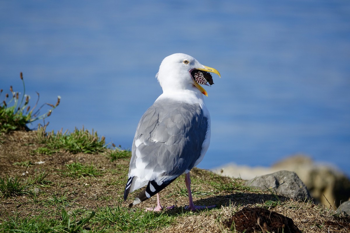 Western Gull - ML641947878