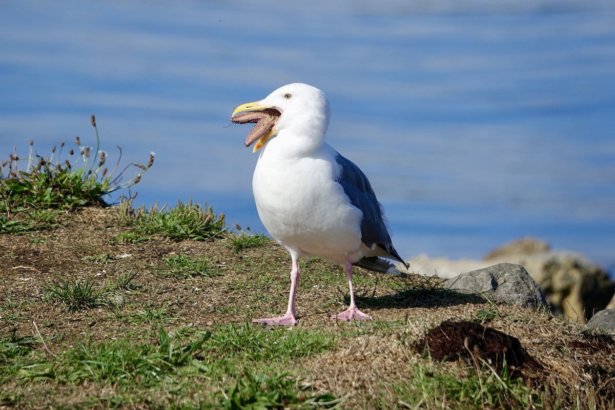 Western Gull - ML641947880
