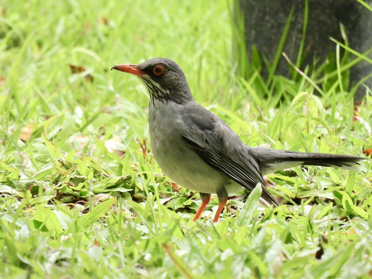 Red-legged Thrush - ML641947883