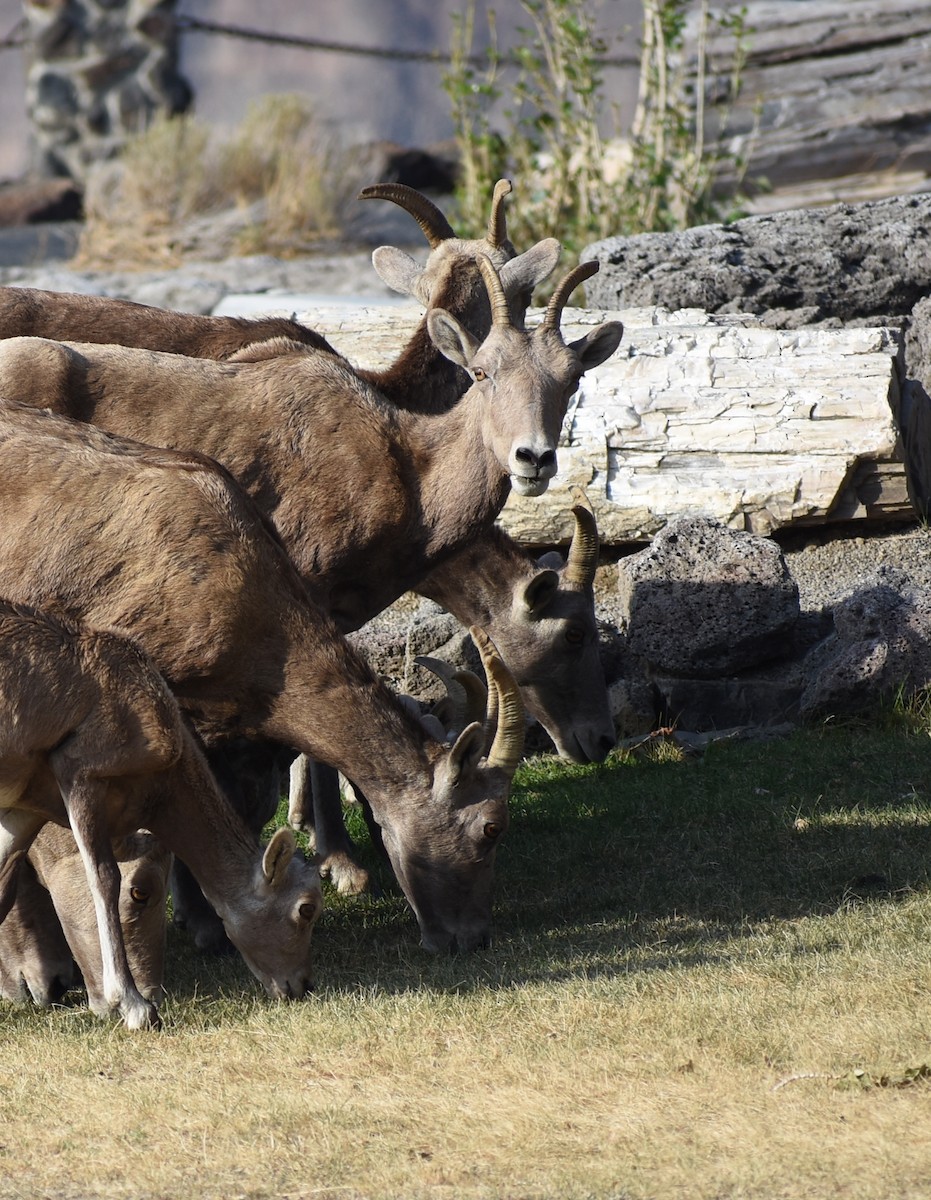 Bighorn - ML641947884