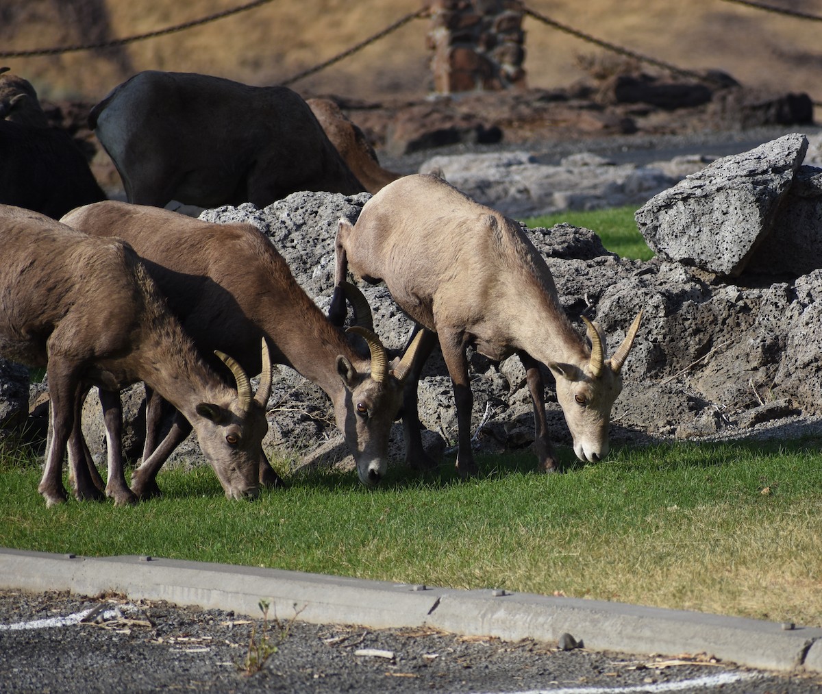 Bighorn - ML641947885