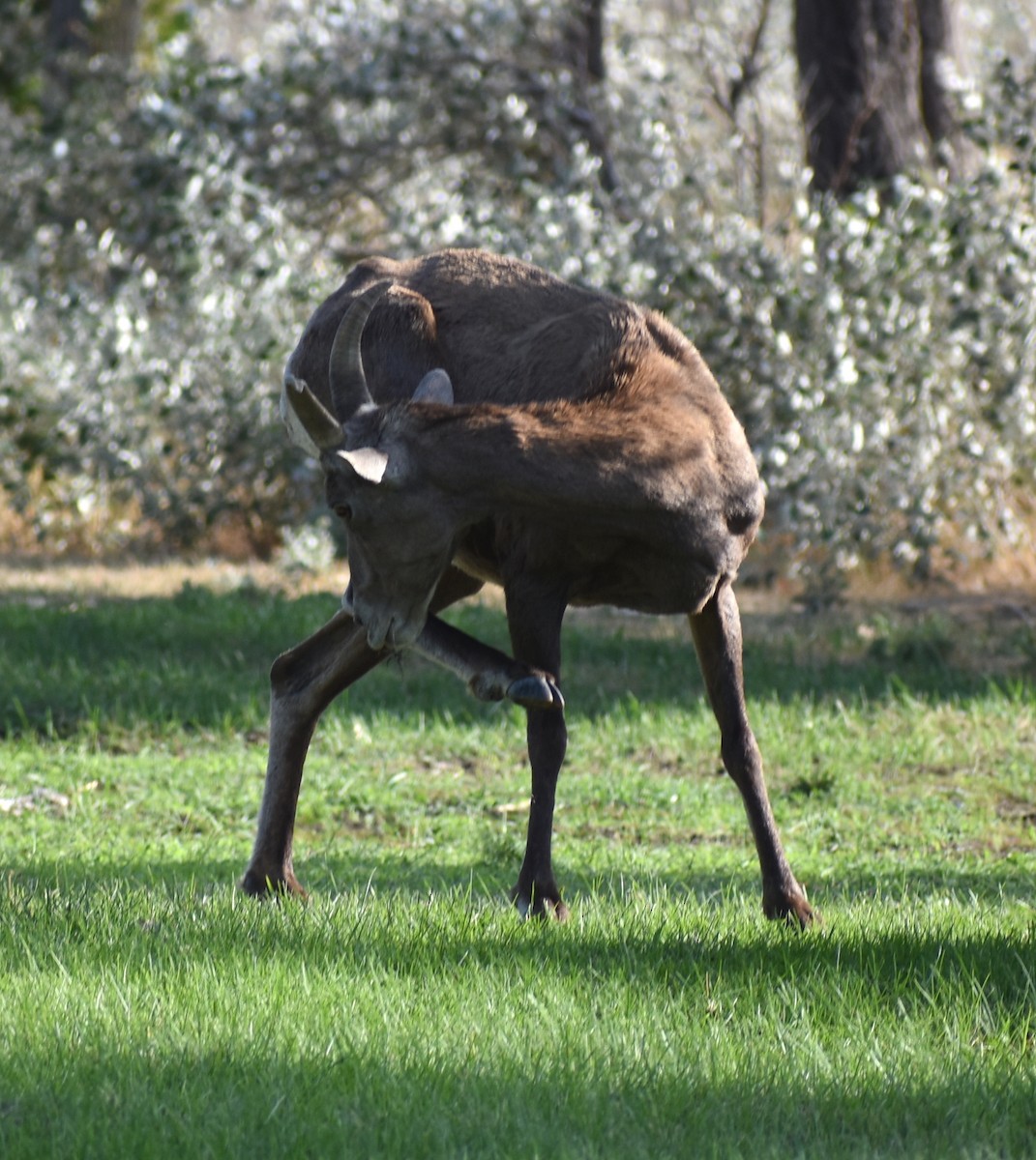 Bighorn - ML641947886