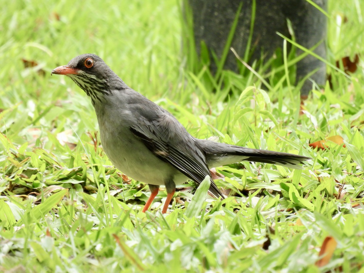 Red-legged Thrush - ML641947887