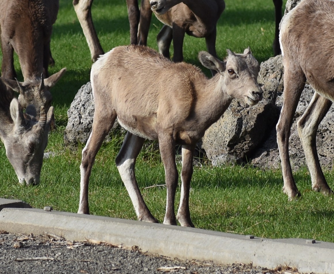 Bighorn - ML641947889