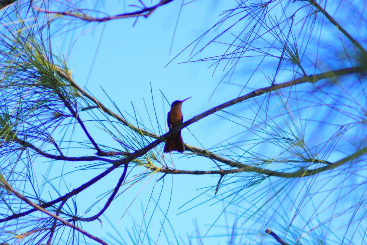 Cinnamon Hummingbird - ML641947892