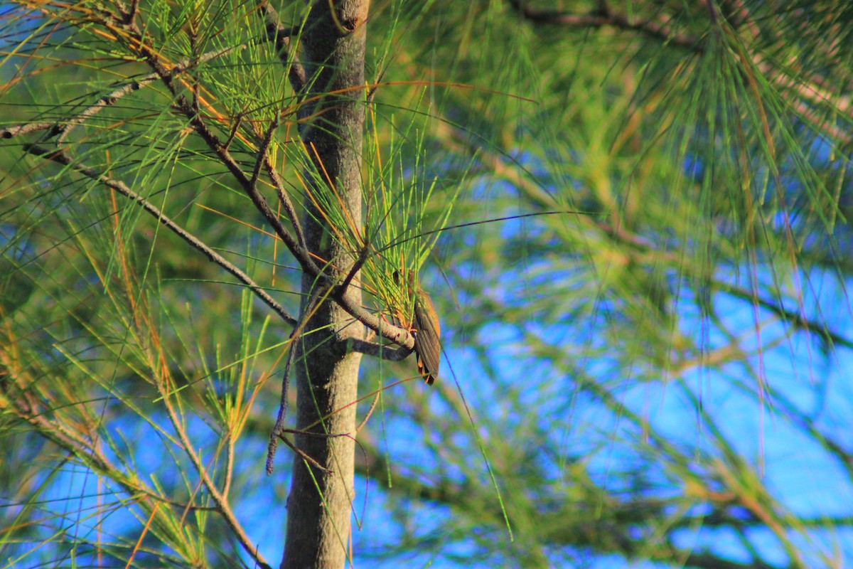 Cinnamon Hummingbird - ML641947893
