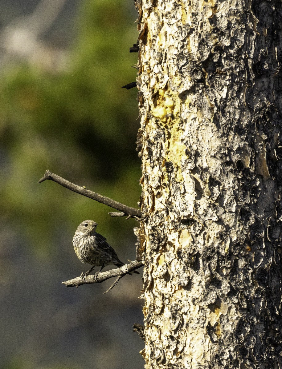 Pine Siskin - ML641947894