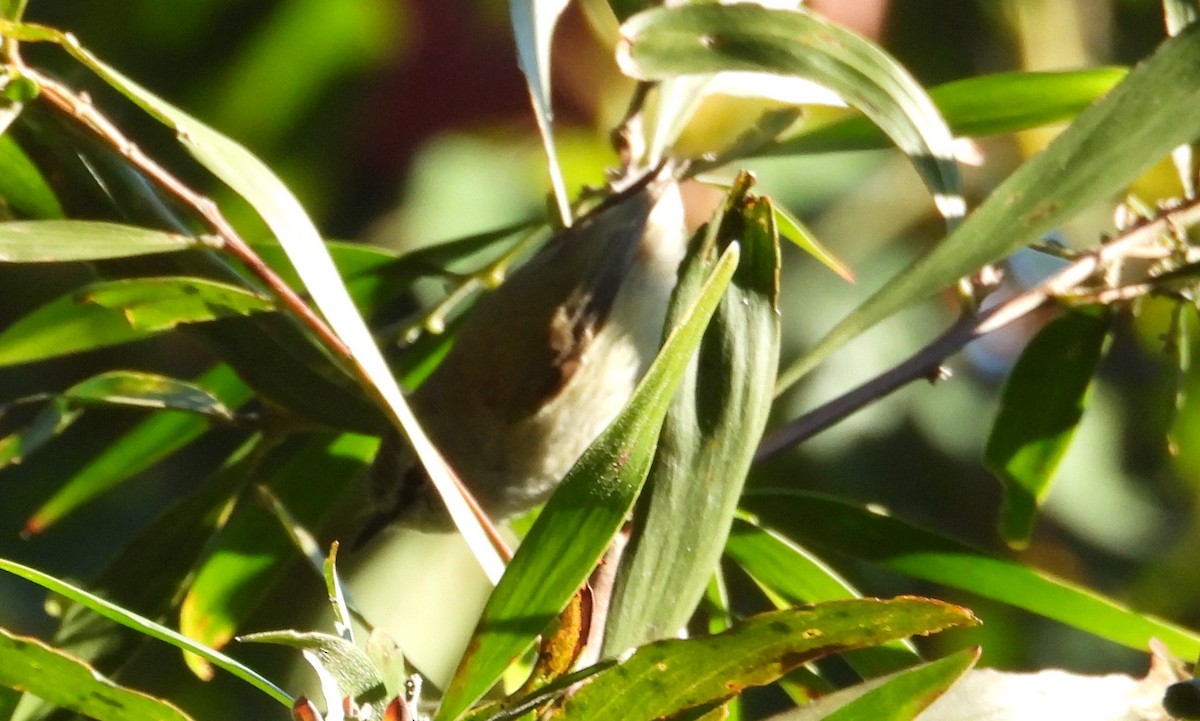 Brown Gerygone - ML641947899