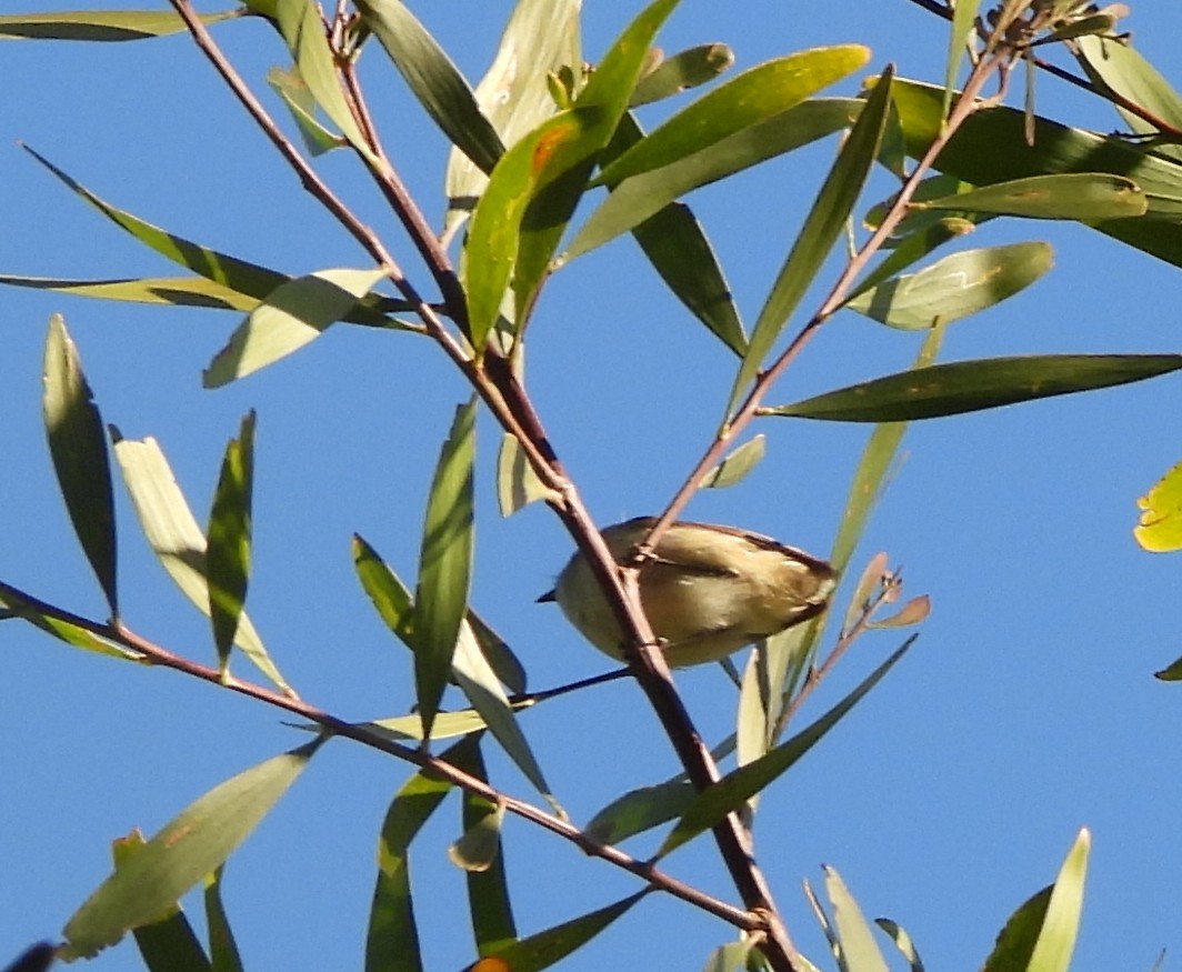 Brown Gerygone - ML641947900