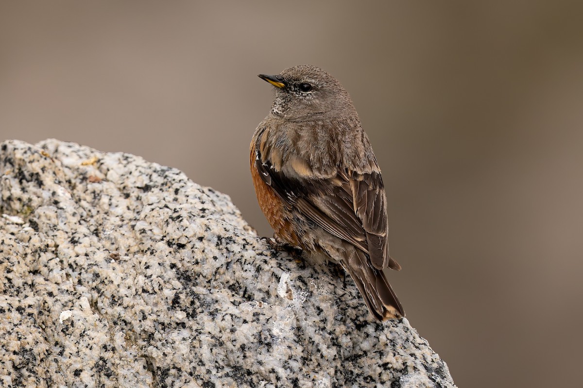 Alpine Accentor - ML641947904
