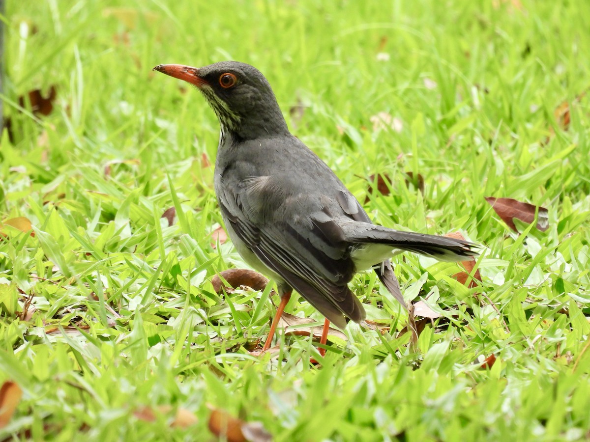 Red-legged Thrush - ML641947905