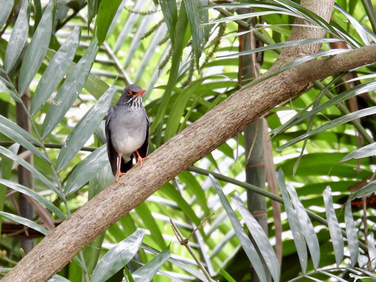 Red-legged Thrush - ML641947922