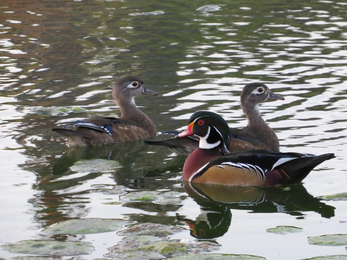 Wood Duck - ML641947934
