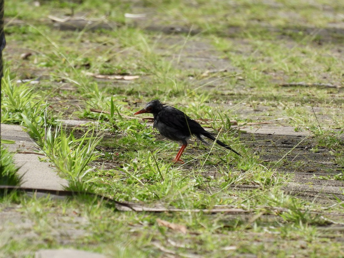 Red-legged Thrush - ML641947945
