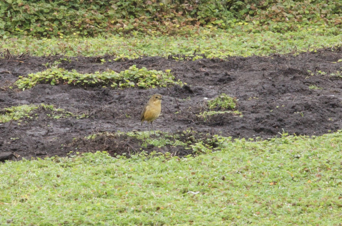 Tawny Antpitta - ML641947958