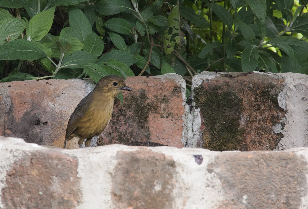 Tawny Antpitta - ML641947959