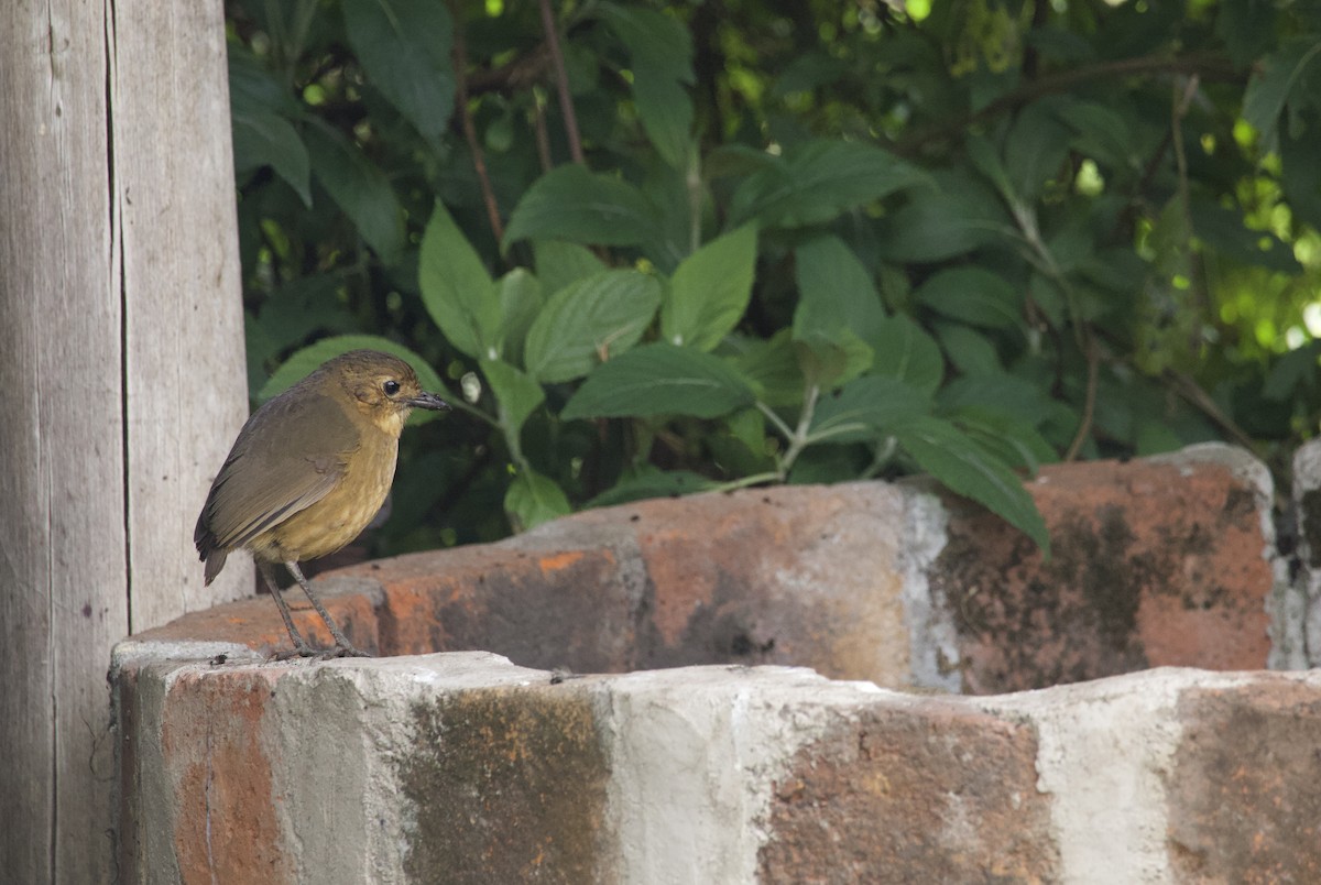 Tawny Antpitta - ML641947960