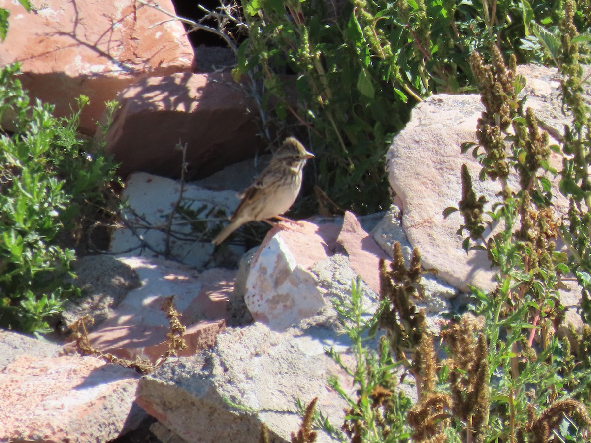 Vesper Sparrow - ML641947966