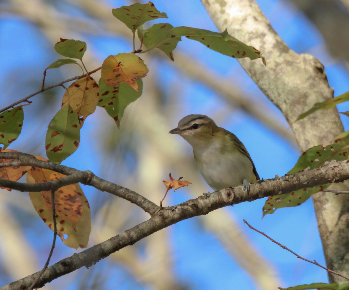 Rotaugenvireo - ML641947978
