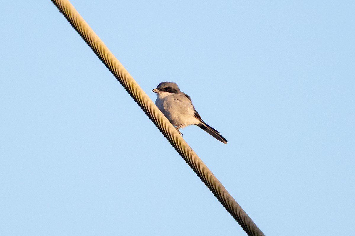 Loggerhead Shrike - ML641947990