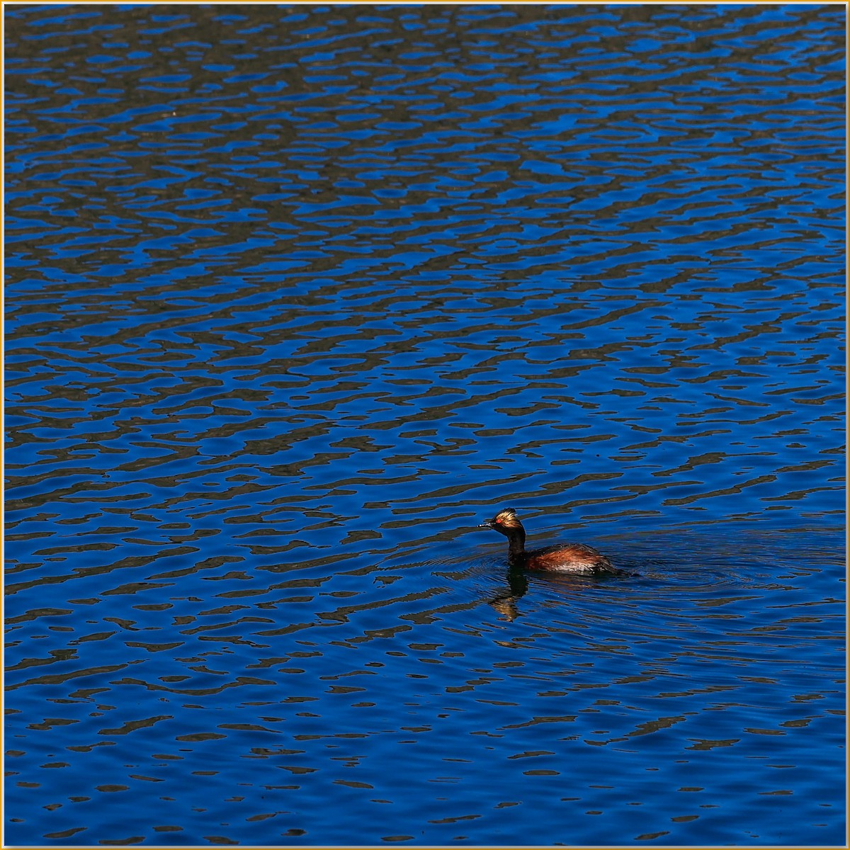 Eared Grebe - ML641947992