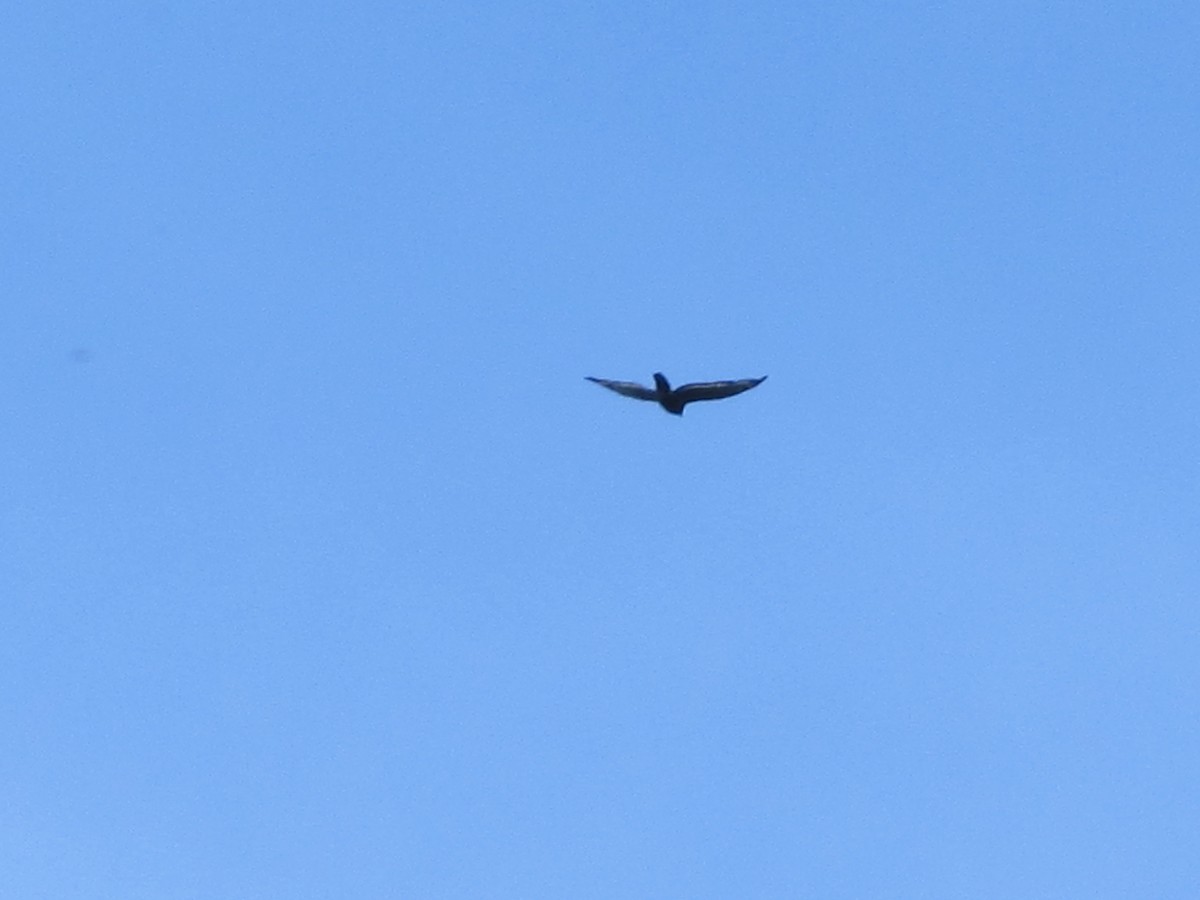 Crested Serpent-Eagle - ML641947993