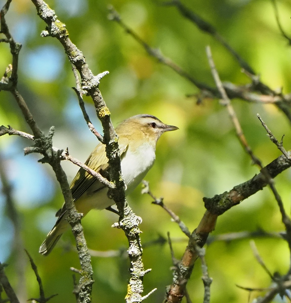 Rotaugenvireo - ML641948000