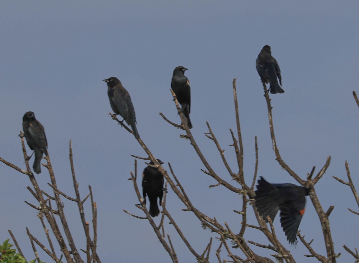 Red-winged Blackbird - ML641948006