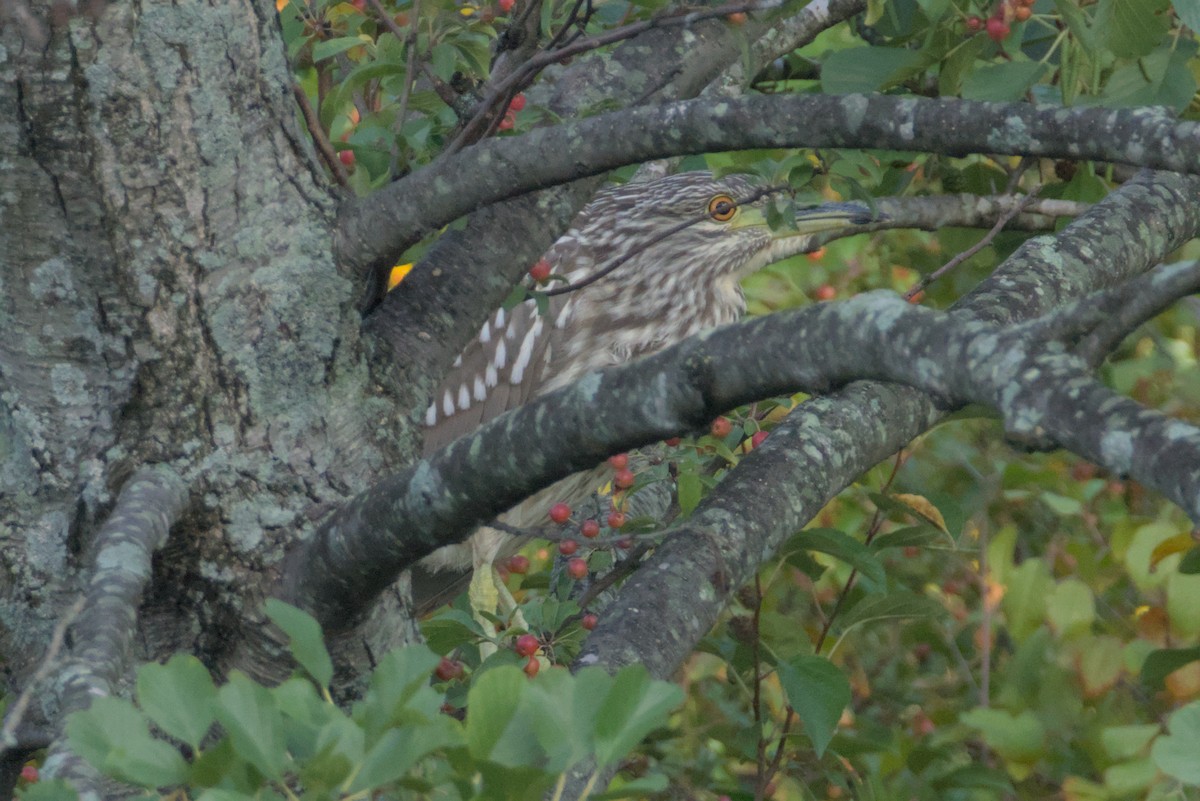 Black-crowned Night Heron - ML641948007