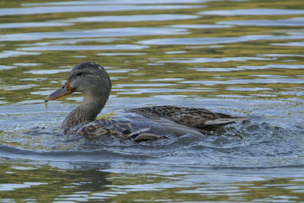 Mallard - ML641948012