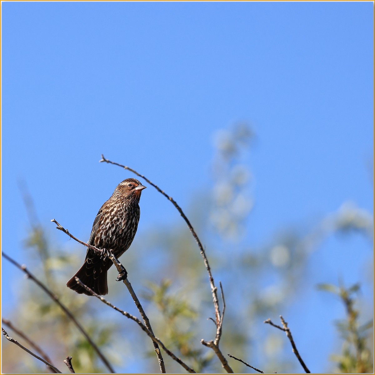 Red-winged Blackbird - ML641948013