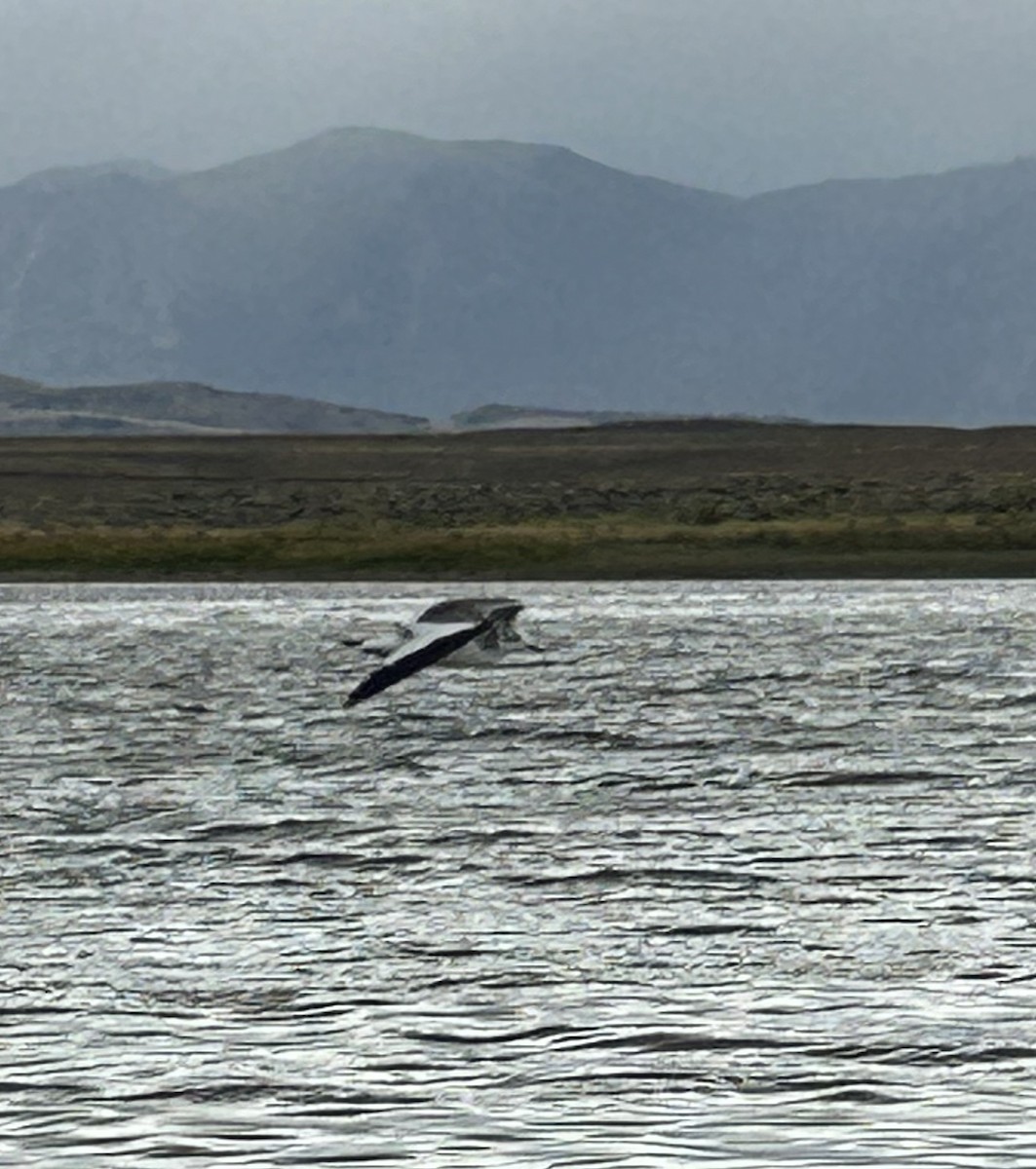 Sabine's Gull - ML641948018