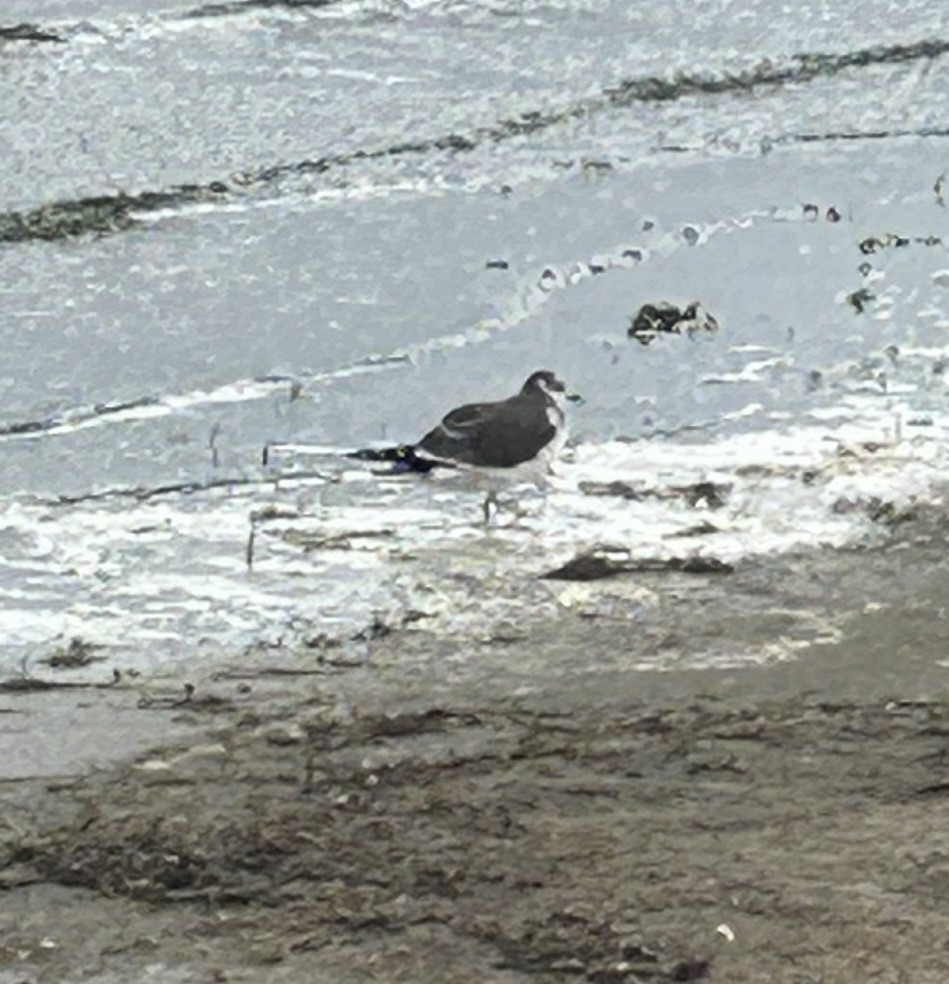 Sabine's Gull - ML641948019