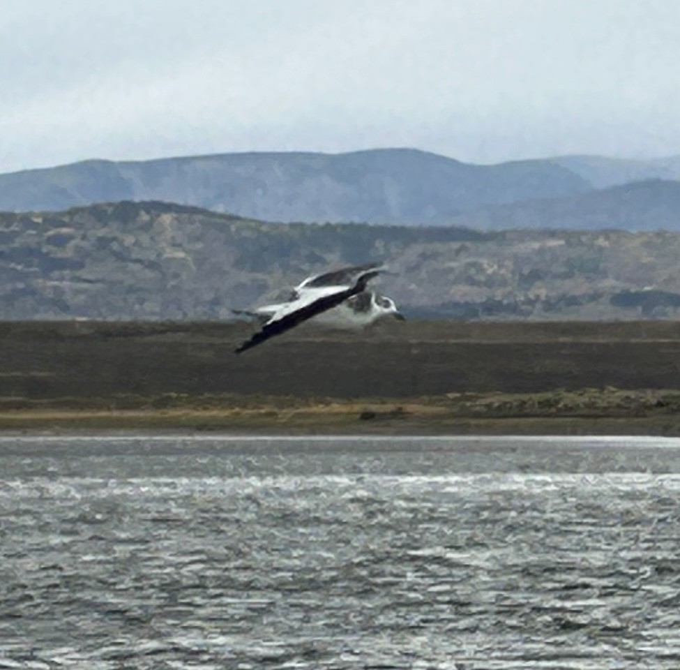 Sabine's Gull - ML641948020
