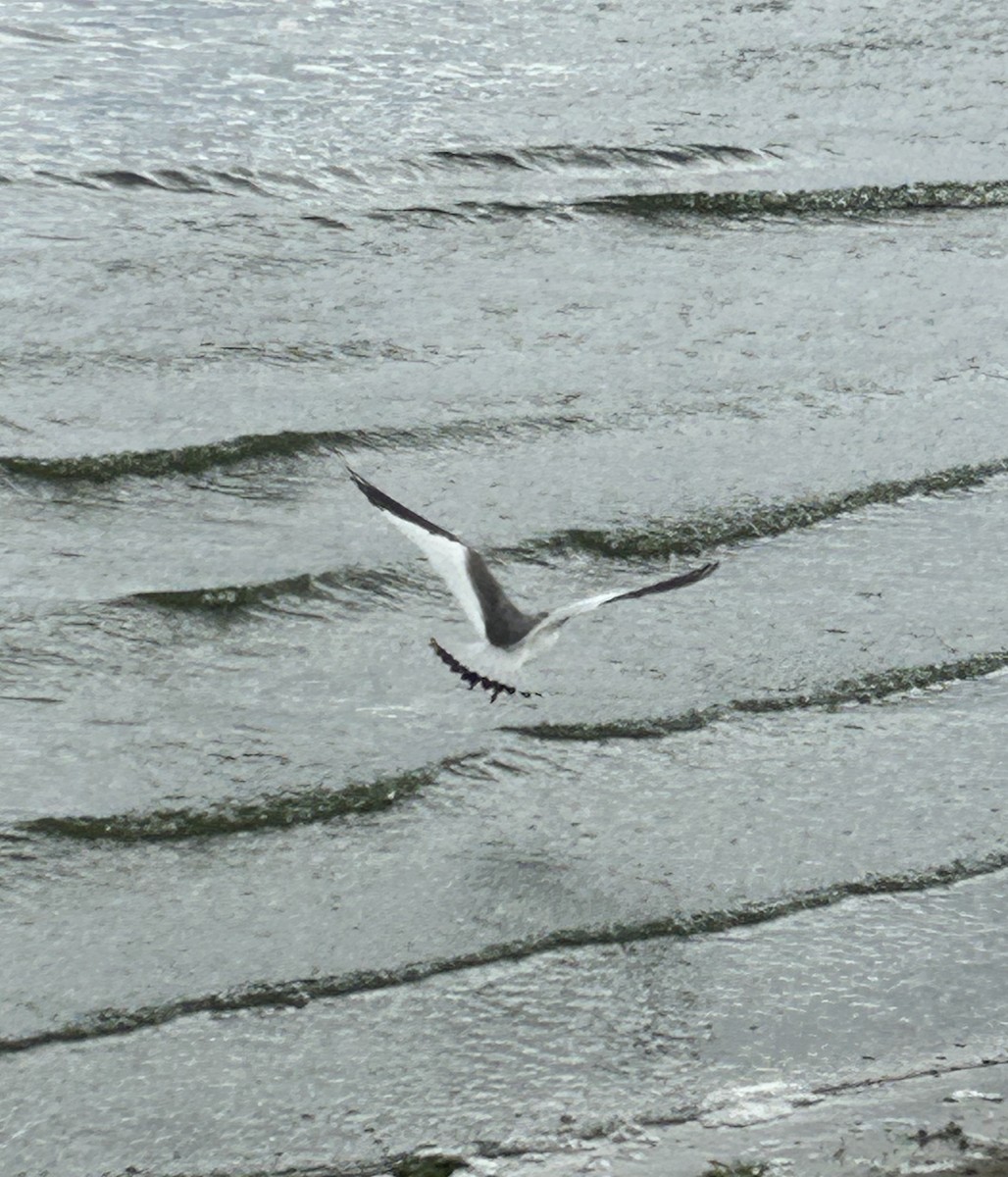 Sabine's Gull - ML641948021