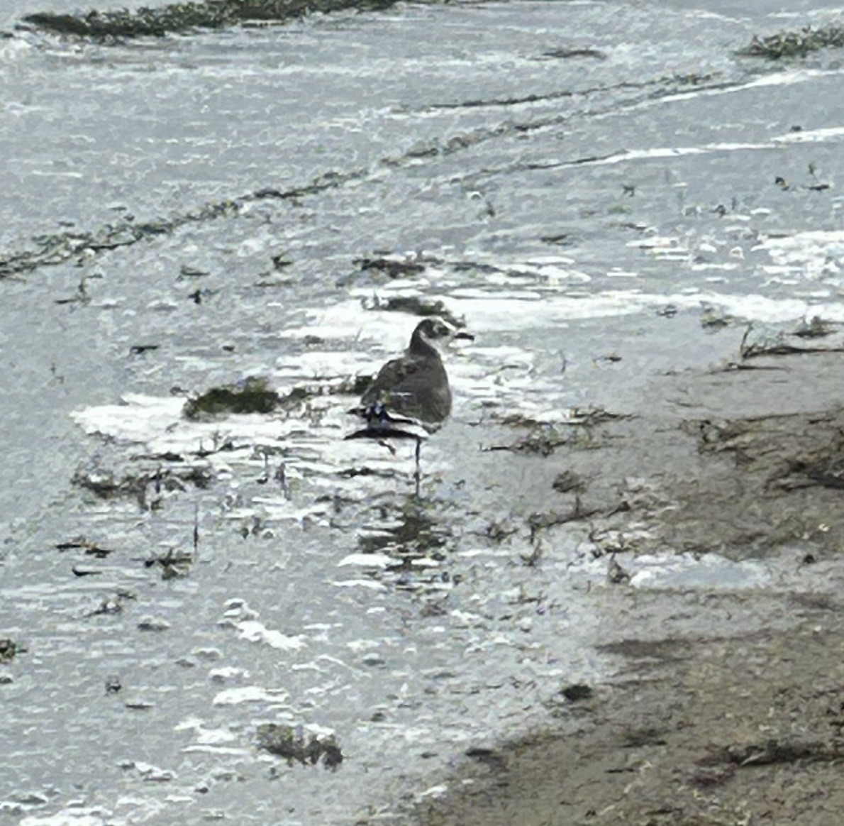 Sabine's Gull - ML641948022