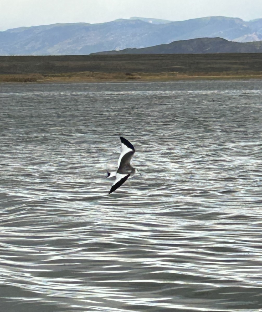 Sabine's Gull - ML641948023